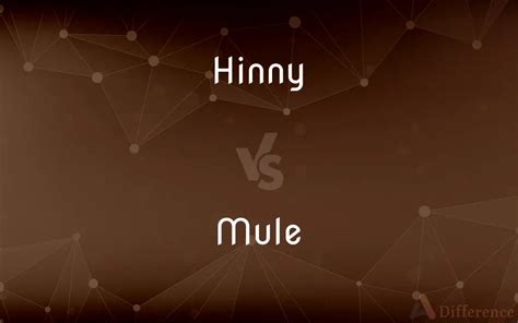 Hinny vs. Mule — What’s the Difference?