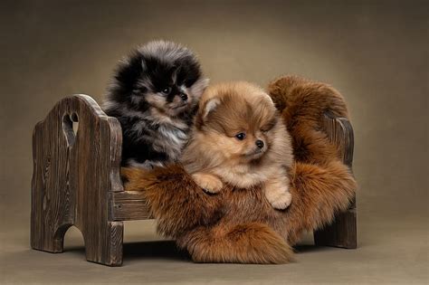 1920x1080px 1080p Free Download Pomeranian Puppies Animal Dog