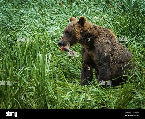 Coastal Brown Bear Ursus Arctos Horribilis Sitting On The Grassy