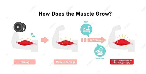 Illustration Of The Process Of Muscle Growth Through Supercompensation