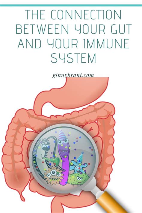 The Connection Between Your Gut And Your Immune System Immune System