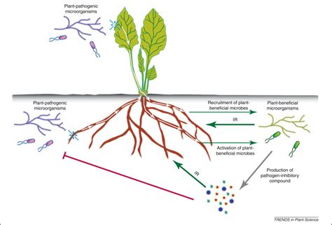 The Rhizosphere Microbiome And Plant Health Trends In Plant Science