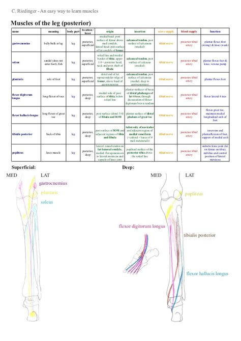 Lower Limb Muscles And Innervation