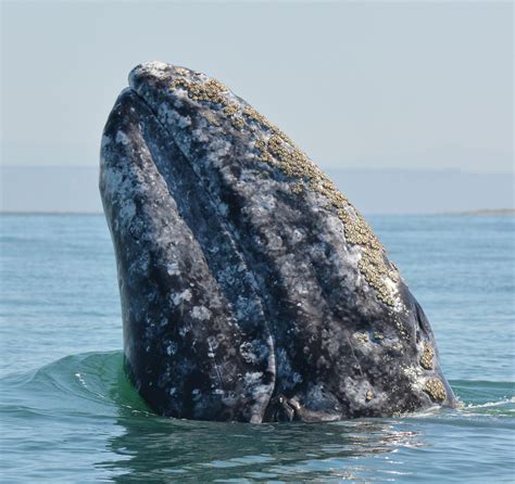 Baja Whalewatching Tours - Bajawhale.com