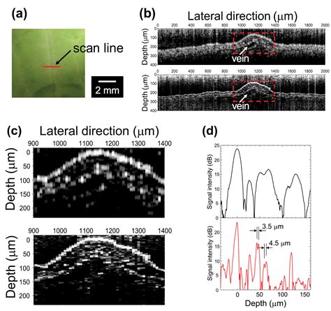 Development Of A Broadband Superluminescent Diode Based On Self