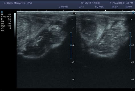 Equine Ultrasound of the Suspensory Ligament