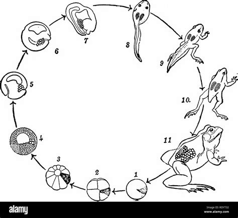 Life Cycle Frog From Egg Hi Res Stock Photography And Images Alamy