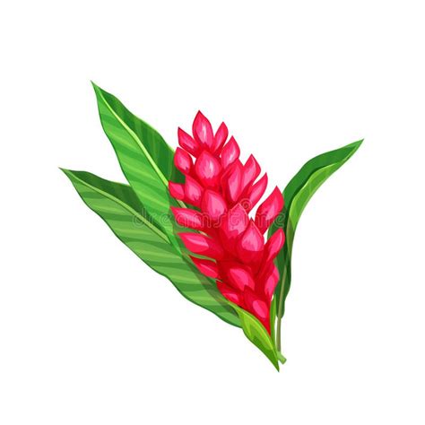 Teuila Flower Samoa | Best Flower Site