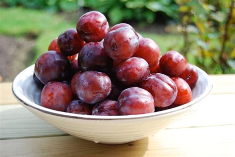 Red June Plum Tree - Bob Wells Nursery - U.S. Shipping