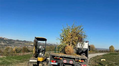 Oggi è Giornata Nazionale degli Alberi l importanza del verde per il