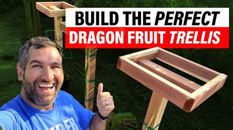 Dragon Fruit Trellis Design - Design Talk