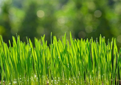 how to care for wheatgrass