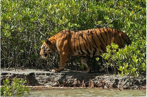 Royal Bengal Tiger In Sundarban Hd