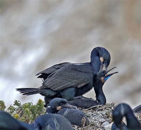 Pictures And Information On Brandt S Cormorant