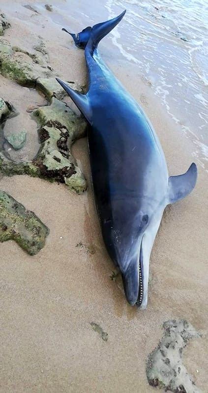 Un Delfino Spiaggiato A Capitolo Sul Corpo I Segni Delle Reti