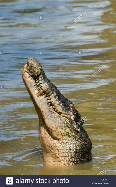 Saltwater Crocodile Asia High Resolution Stock Photography And Images