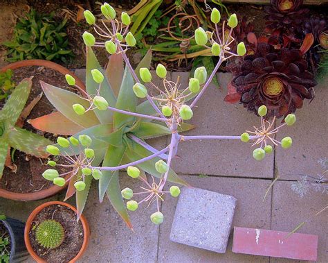 Succulent Seed Pods