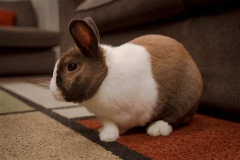 Can Snuffles in Rabbits be Cured? | 26 Ways of Treatment