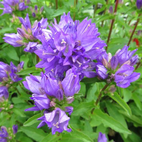 Kn Uel Glockenblume Campanula Glomerata Freya Blau