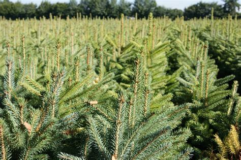 Świerk srebrny Picea Pungens 80 110cm na CHOINKI 7890421887