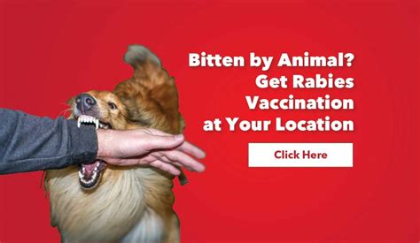 Rabies Treatment After Dog Bite: Learn What to Do If Bitten by a Dog