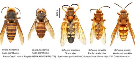 Cicada killer wasp: It's big, but it's not a 'murder hornet'