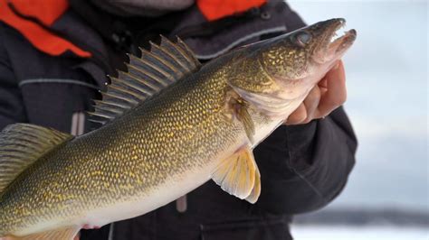 Ice Trolling For Mille Lacs Lake Walleyes Youtube