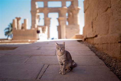 10 Jaw-Dropping Historical Facts About Cats In Ancient Egypt