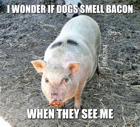 Pig Bacon Meme - PETRAGE