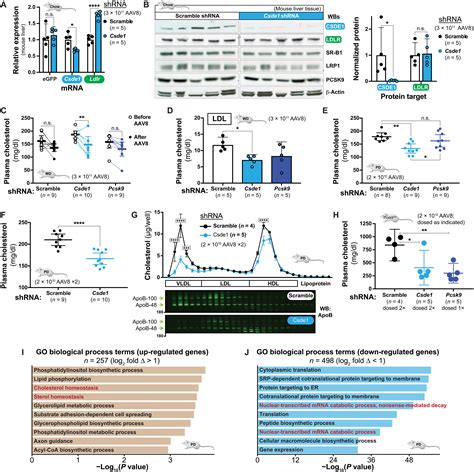 Cold Shock Domaincontaining Protein E Is A Posttranscriptional