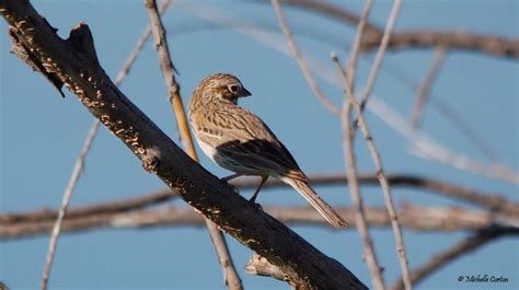 Pooecetes Gramineus Vesper Sparrow Winter Migrant Vill Flickr