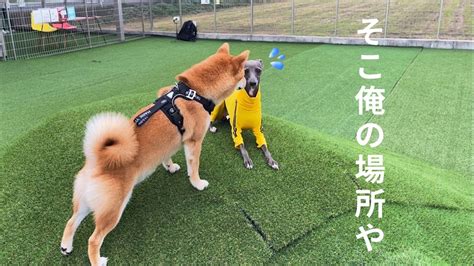 初めてのドッグランで最強犬になった犬がヤバすぎた Youtube