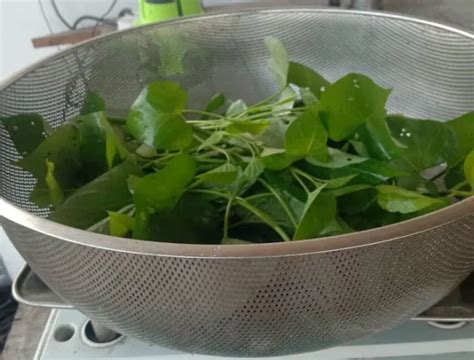 organic vegetables daun ubi keladi yam leaves gm lazada