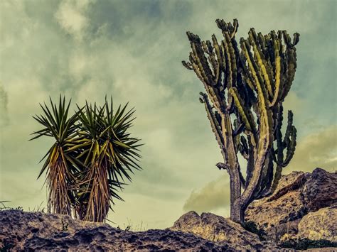 Images Gratuites Paysage Herbe Cactus Fleur Flore Jardin