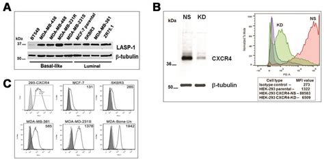 Expression Level Of LASP 1 And Cell Surface CXCR4 In A Panel Of Breast