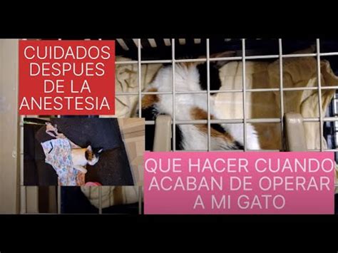 Horas De Ayuno Para Esterilizar Un Gato El Rinc N De Isi