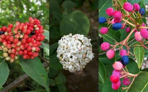 Types Viburnum Shrubs: 13 Amazing Viburnum Varieties For The Garden