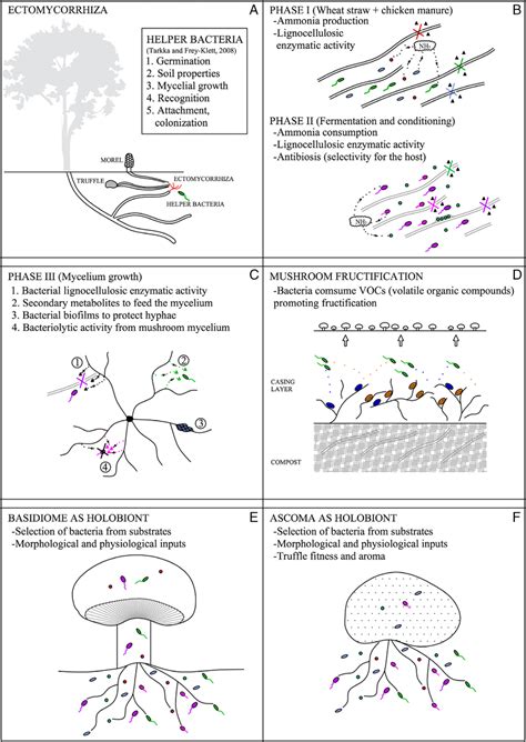 Interactions Between Bacteria And Mushroom Along The Process Of Download Scientific Diagram