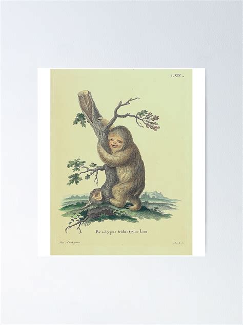 "Vintage Sloth Hugging Tree" Poster for Sale by sonnetandsloth | Redbubble