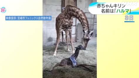 宮崎 赤ちゃんキリンの名前は「ハルマ」フェニックス動物園 Nhk