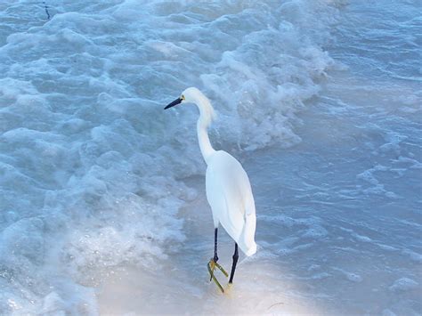 Bird In Everything: Florida Sea Birds Identify