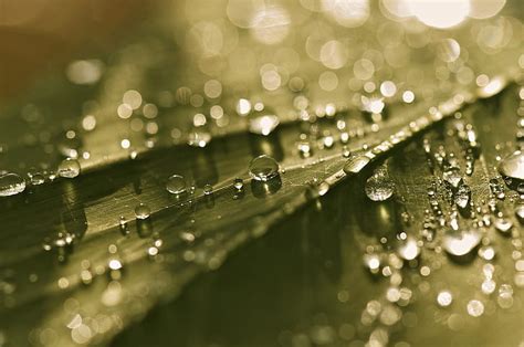 Wet Drops Macro Light Sheet Glare Bokeh Hd Wallpaper