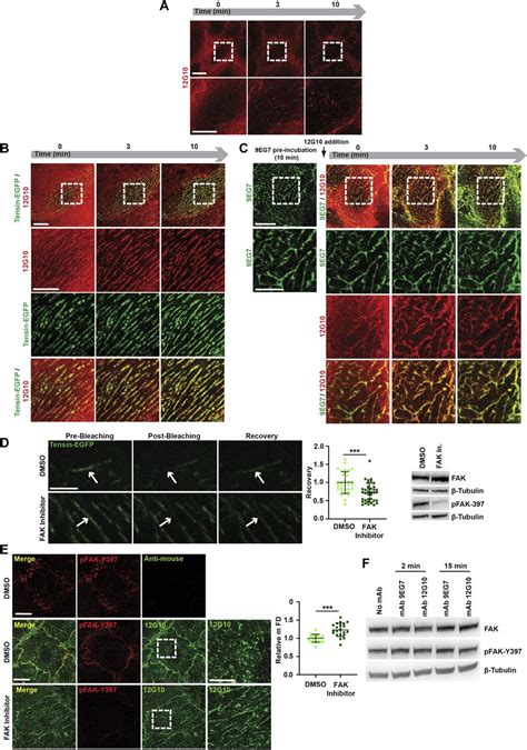 The I Domain Promotes Active Integrin Clustering Into Mature