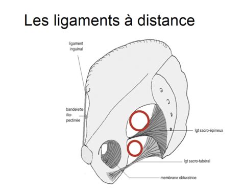 Parois et volume du pelvis UE8 Spé Petit Bassin Tutorat Associatif