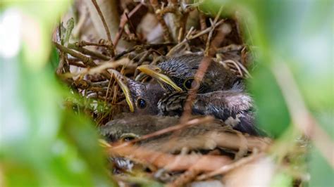 Caring For Baby Mockingbird Eggs And Hatchlings