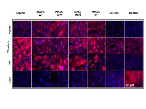 characterization  imaec lines  immunostaining imaec lines