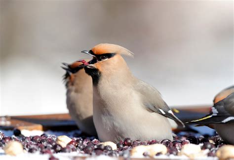 Bohemian Waxwing | Audubon Field Guide