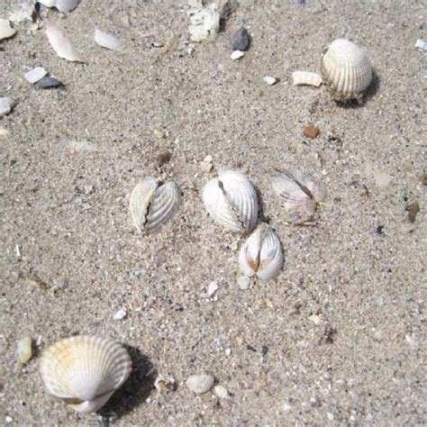 Desiccated articulated still closed cockle shells high on the shore. | Download Scientific Diagram