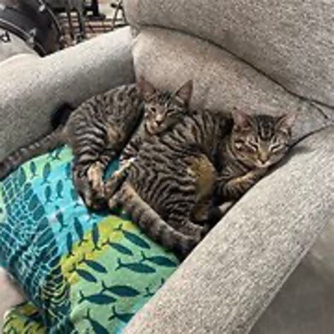 scott adams kristina basham 12