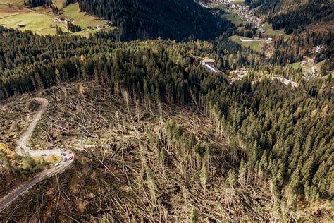 Lotta Al Bostrico Dopo La Tempesta Vaia Da Lombardia Aumento Dei Fondi